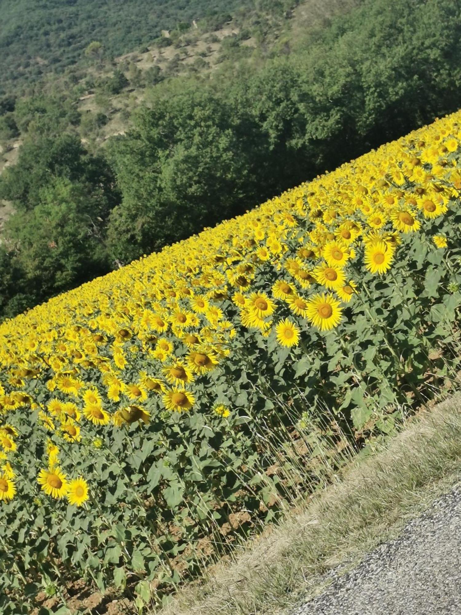 Mes Maisons Gardoises, Two Gites Sleeping 13 With Two Private Pools, Kids Room, Laundry, Disco, Free Wifi, Linen And Dog'S Are Welcome Gagnières Екстериор снимка